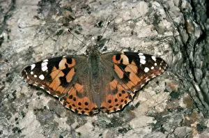 Vanessa: PAINTED LADY BUTTERFLY