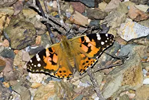 Cynthia: Painted Lady butterfly