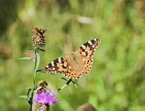 Vanessa: Painted Lady Butterfly