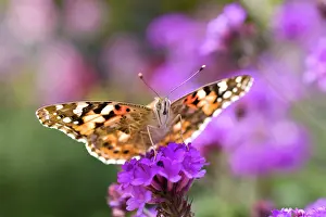 Cynthia: Painted Lady Butterfly