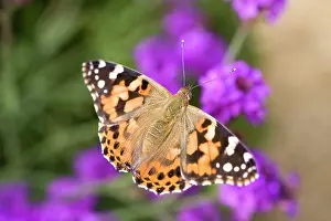 Cynthia: Painted Lady Butterfly