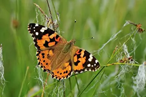 Vanessa: Painted Lady Butterfly