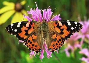 Proboscis: Painted Lady butterfly