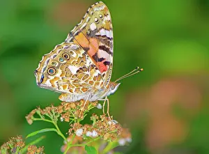Lady: Painted Lady butterfly on the blossoms of a flower