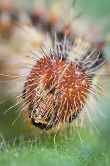 Lady: Painted Lady butterfly caterpillar - Norfolk UK