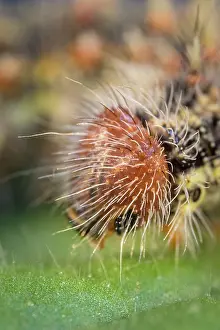 Lady: Painted Lady butterfly caterpillar - Norfolk UK