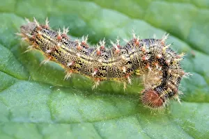 Lady: Painted Lady butterfly caterpillar - Norfolk UK