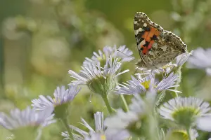 Erigeron: Painted Lady Butterfly - feeding on Erigeron Daisy