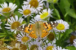 Erigeron: Painted Lady Butterfly - feeding on Erigeron Daisy