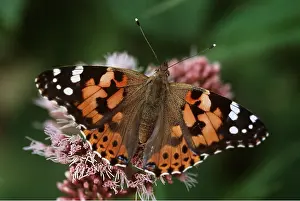 Ladies: PAINTED LADY BUTTERFLY - feeding at flower