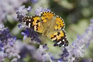 Cardui: Painted Lady Butterfly - feeding on Lavender flower