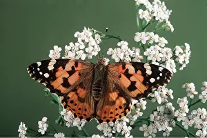 Pascal Goetgheluck: PAINTED LADY BUTTERFLY - on flower