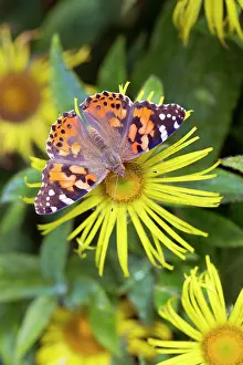 Vanessa: Painted Lady Butterfly - on flower in summer - UK