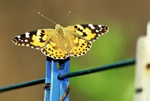 Cardui: Painted Lady Butterfly - in garden