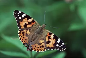Found: Painted Lady BUTTERFLY - found in gardens