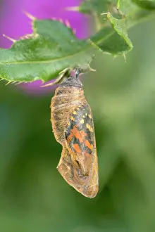 Late: Painted Lady butterfly late stage pupa - Norfolk