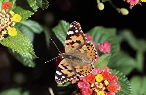 Gillean White: Painted Lady BUTTERFLY - on Latuna flowers
