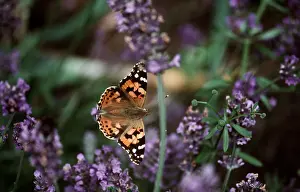 Nancy Jennings: Painted Lady BUTTERFLY - on lavender