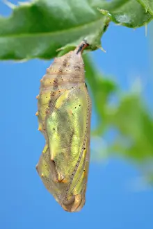 Pupa: Painted Lady butterfly pupa - Norfolk UK