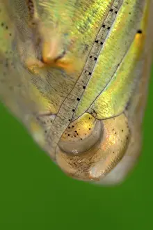 Pupa: Painted Lady butterfly pupa - Norfolk UK