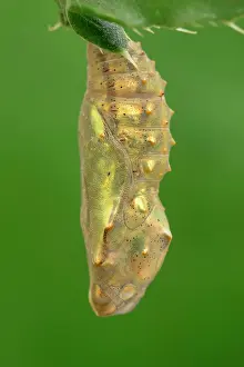 Pupa: Painted Lady butterfly pupa - Norfolk UK
