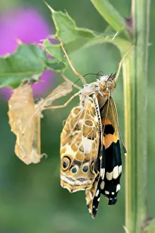 Pupa: Painted Lady butterfly recently emerged from pupa