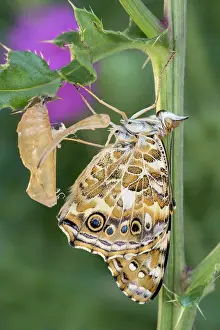 Pupa: Painted Lady butterfly recently emerged from pupa