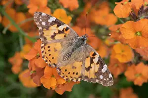 Apricot: Painted Lady Butterfly resting on Erysimum Apricot