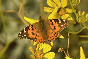 Brittlebush: Painted Lady Butterfly - sitting on a bright yellow