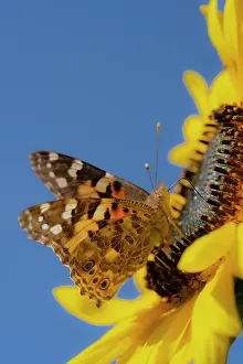 Pollinator: Painted lady butterfly on a sunflower. New Mexico