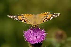 Cynthia: Painted Lady Butterfly - On thistle blossom