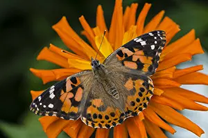Vanessa: Painted Lady Butterfly (Vanessa cardui) in flower