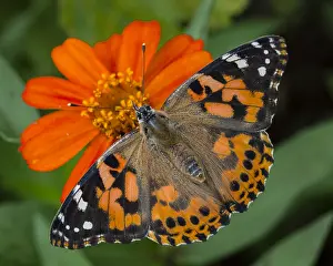 Vanessa: Painted Lady Butterfly (Vanessa cardui) in flower
