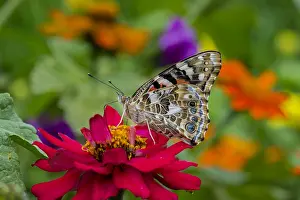 Vanessa: Painted Lady Butterfly (Vanessa cardui) in flower
