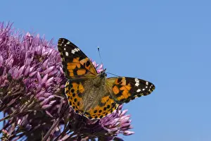Vanessa: Painted Lady Butterfly (Vanessa cardui) in flower