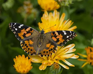 Vanessa: Painted Lady Butterfly (Vanessa cardui) in flower