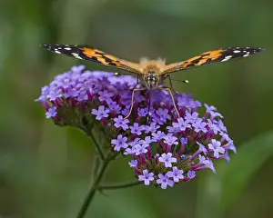 Nectaring: Painted Lady Butterfly (Vanessa cardui) in flower