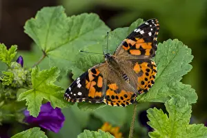 Pat And Tom Leeson (new Material): Painted Lady Butterfly (Vanessa cardui) in flower