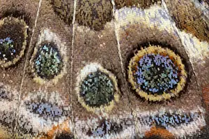 Lepidopteran: Painted Lady Butterfly Wing Scales Detail, Vanessa cardui