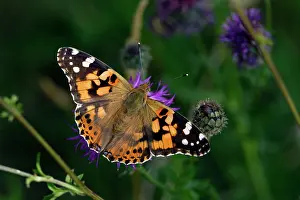 Vanessa: Painted Lady Butterfly - with wings wide open, resting