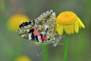 Vanessa: Painted Lady Cosmopolitan on Golden Marguerite