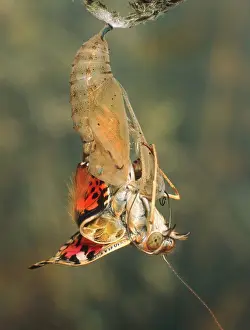 Vanessa: Painted Lady Emerging from Chrysalis