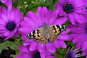 Osteospermum: Painted Lady (Vanessa cardui), adult, feeding on