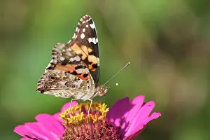Vanessa: Painted lady (Vanessa cardui), foraging, on a garden