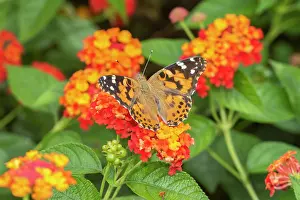 Lantana: Painted Lady (Vanessa cardui) on Red Spread Lantana