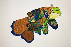 Pictures: painted of mandarin fish, Synchiropus splendidus, pairing a