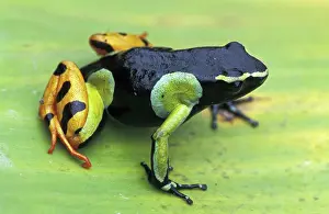 Mantella: Painted Mantella