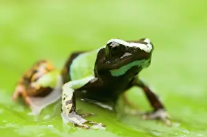 Lurch: Painted Mantella