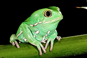 Treefrog: Painted Monkey Frog Phyllomedusa savaugii