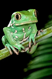 Treefrog: Painted Monkey Frog Phyllomedusa savaugii
